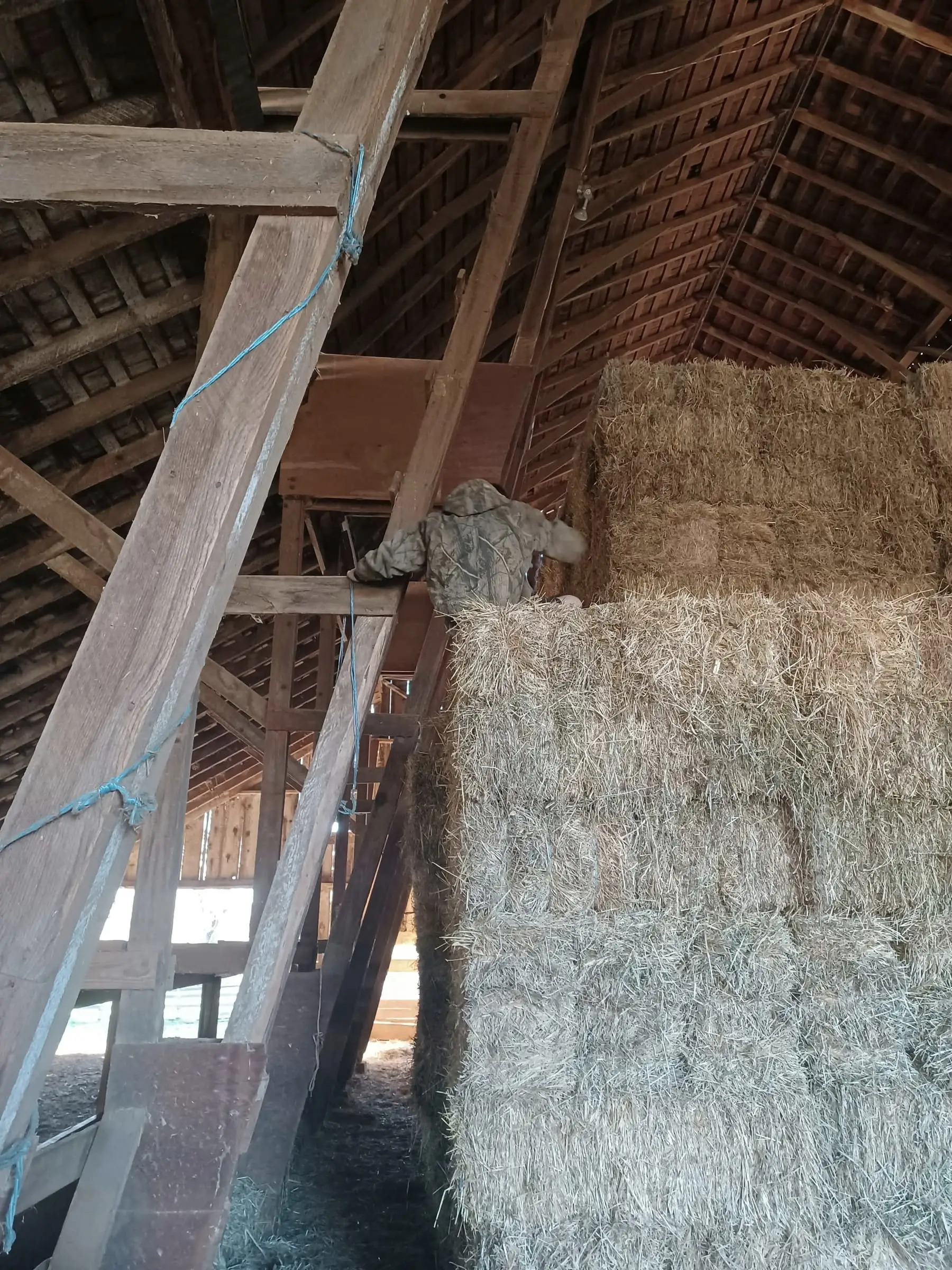 Stacked hay bales against the raw timber braces of a barn.
