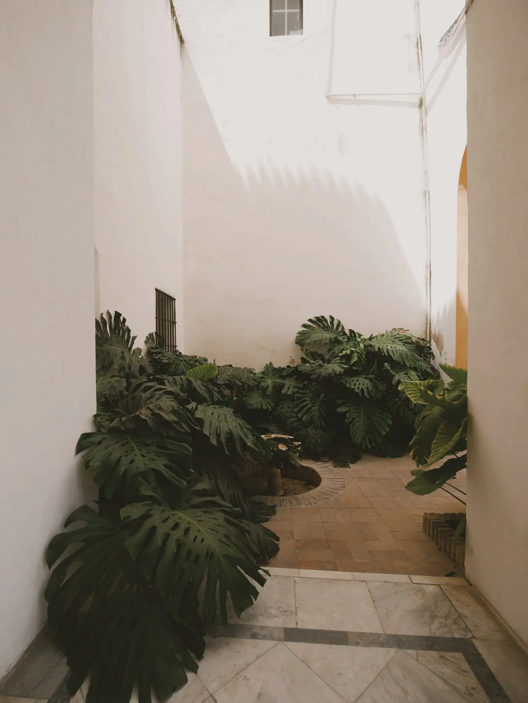 A narrow white courtyard with ferns and large-leafed plants on a stone floor.