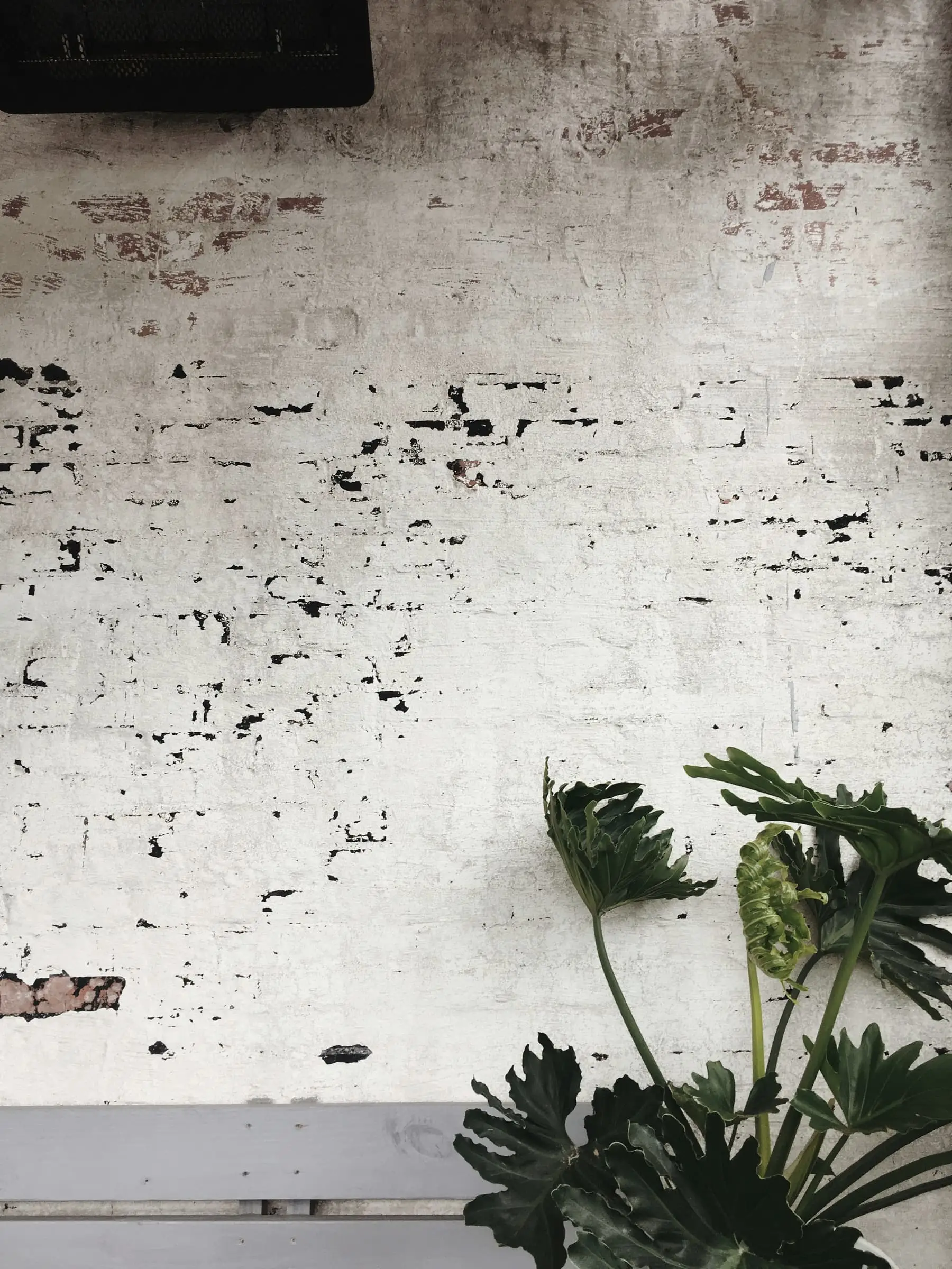 A white wall with worn patches of exposed masonry and a large plant.