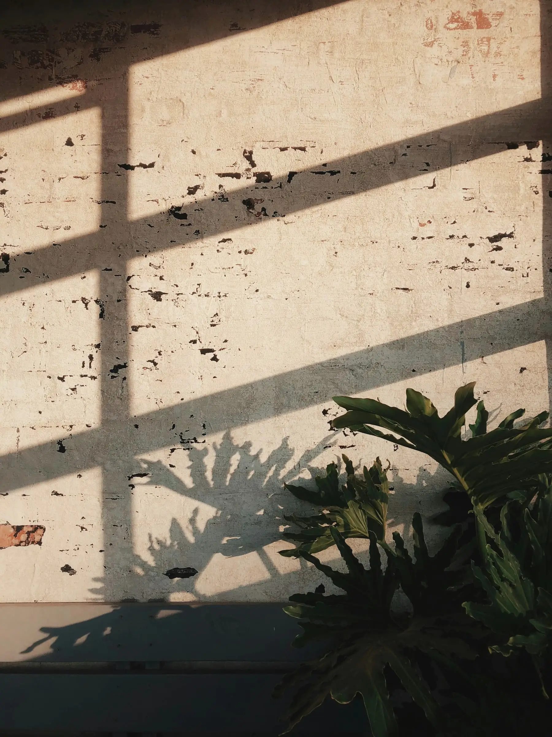 A window shadow on a partly stripped wall, with a large plant in the foreground.